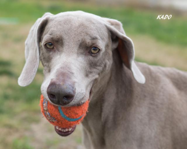 Kado Recent Ball